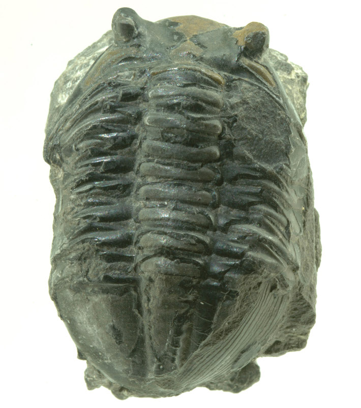 Trilobittene er blitt et ikon for den geologiske æraen paleozoikum. De hører med til leddyrene og består av et hodeskjold (cephalon) med øyne, et ryggskjold (thorax) med flere ledd, og et større eller mindre haleskjold (pygidium). Blant nålevende leddyr finner vi bl.a. krepsdyr (som hummer og krabbe), skorpioner, edderkopper og insekter. Her ser vi Asaphus fra ordovicium i Oslo. Foto: Per Aas, Naturhistorisk Museum, Universitetet i Oslo