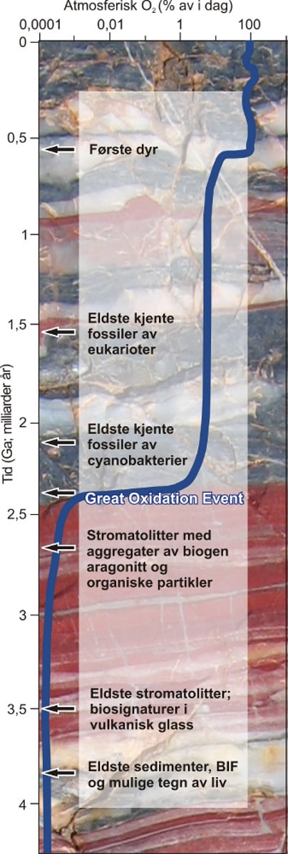 Jorden er nesten 4,6 milliarder år gammel. Spor etter liv er likevel sparsomt fra de første fire milliarder årene (prekambrium). Den blå kurven viser endringer i atmosfærens oksygeninnhold over tid. Legg merke til at skalaen er logaritmisk. Dagens nivå representerer her 100 % (21 % oksygen). Gjennom de første to milliarder år er oksygeninnholdet nærmest neglisjerbart. Etter The Great Oxidation Event øker oksygennivået til 1-40 prosent av dagens nivå. Den neste store økningen skjer ved overgangen mellom prekambrium og kambrium og kan settes i sammenheng med oppblomstringen av livet i havet i kambrium. Illustrasjon: Aave Lepland