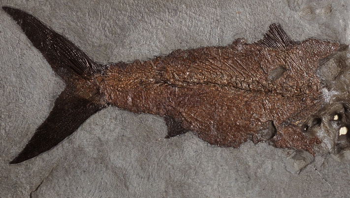 Fossil fisk tilhørende familien Caturidae, fra Øvre Kimmeridge Clay-formasjonen. Om hodet var tilstede, så hadde dette vært det best oppbevarte eksemplaret av denne familien funnet i Kimmeridge Clay. Eksemplaret er 38 cm langt. Photo: Emile Ashley