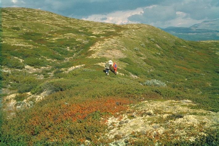 Morene fra tiden i overgangen mellom Yngre Dryas og Preboreal, Knutshø landskapsvernområde. Eksempel på et viktig kvartærgeologisk element uten kobling til større ressurskonflikter. Foto: Lars Erikstad
