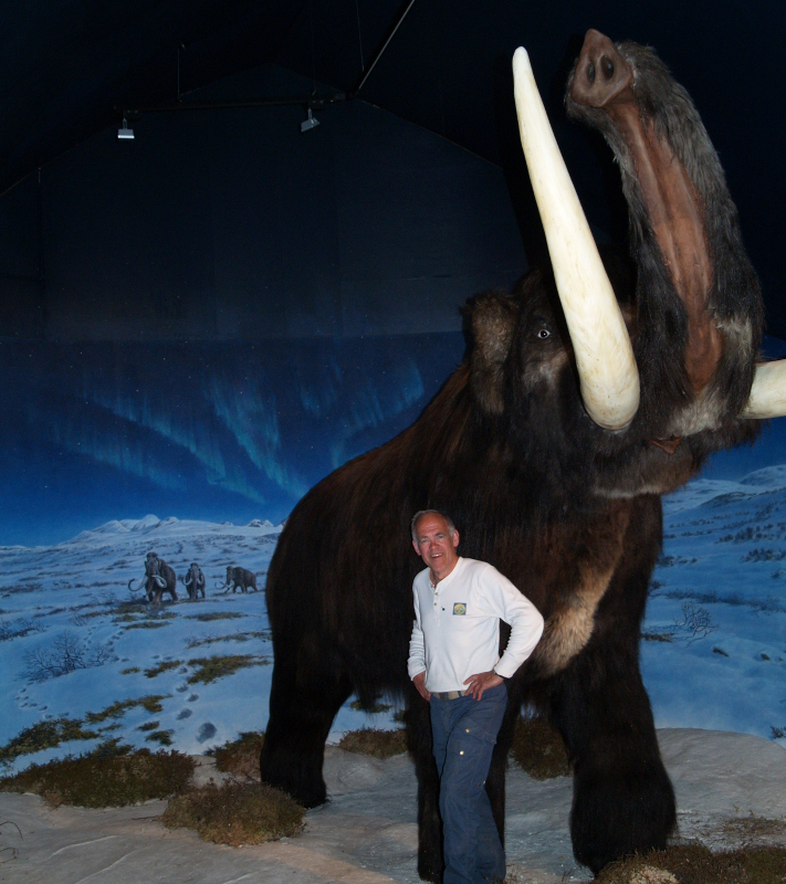 Du blir ganske liten i forhold til en velvoksen mammut. Inne i Mammuthus finner du en kopi av Beresovka-mammuten fra Sibir – for anledningen kledd i moskusskinn fra Grønland – som i 1900 helt tilfeldig ble funnet av en jeger som bare var interessert i tennene. Året etter ble den gravd ut, og i dag er den tatt vel vare på i et museum i St. Petersburg. Dette mannlige eksemplaret av arten ble 35-40 år gammel og døde i en ulykke for mellom 29.000 og 33.000 år siden. I Norge er det gjort 21 funn av mammutknokler, 19 av dem i Gudbrandsdalen. Hele skjeletter er ikke funnet her hjemme. Foto: Halfdan Carstens