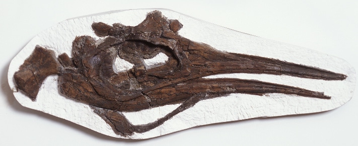 Komplett hodeskalle av en icthyosaur (fiskeøgle) fra øvre Kimmeridge Clay-formasjonen, Steve Etches samling. Skallen er 189 cm lang. Photo: Emile Ashley