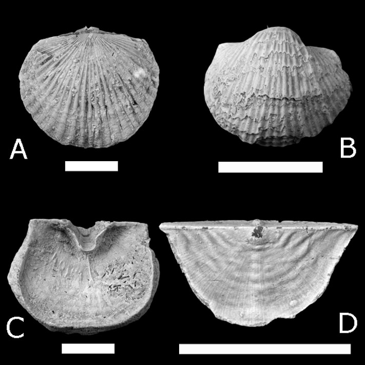 Four of the main brachiopod players in the GOBE in western Russia: A, Orthambonites calligramma (Dalman); B, Productorthis eminens (Pander); C, Iru concava (Pahlen); D, Ahtiella baltica Öpik. Scale bar 10 mm. Photographs: David Harper