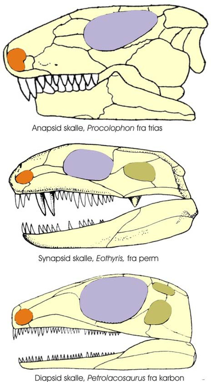 Skisser som viser reptil-skaller av forskjellig type. Orange: neseåpning, gråblå: øyeåpning, grønn: andre åpninger.