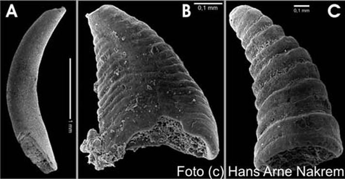 Mikrofossiler (bløtdyr?) fra kambrium (Oslofeltet); A: Torelella, B og C: Lapworthellider