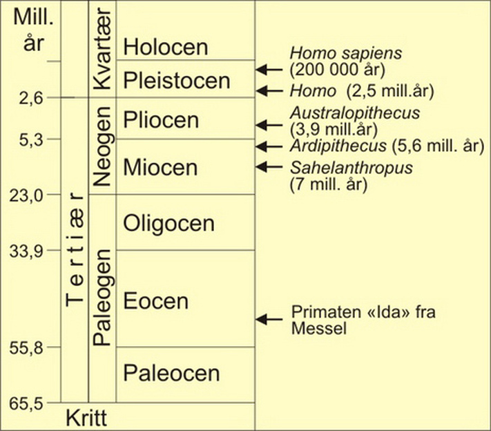 Stratigrafisk tabell som viser inndeling av tertiær (paleogen og neogen) og kvartær. Viktige fossile slekter innen menneskefamilien er indikert.
