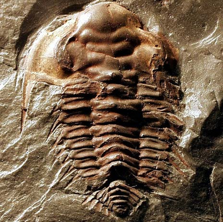 Trilobitten Holmia fra Ringsaker.